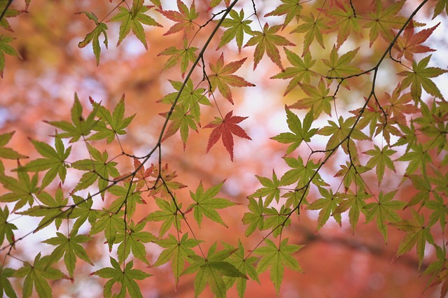 紅葉